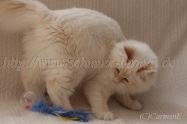 IMG_4539 Groe Webansicht-20131124