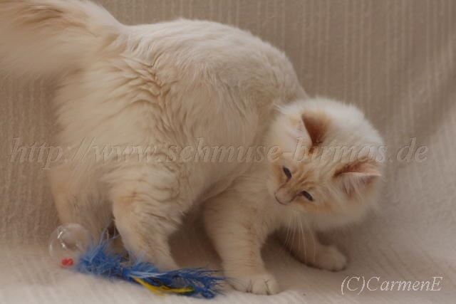 IMG_4539 Gro�e Webansicht-20131124