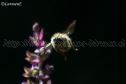 IMG_4545 969x646