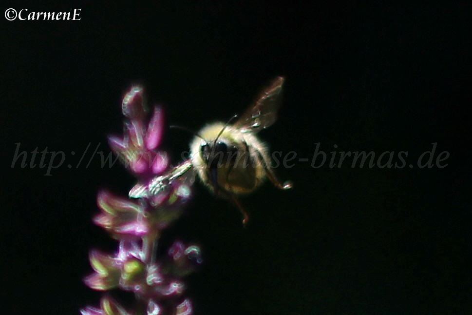 IMG_4545 969x646