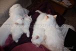 IMG_4641-20131125