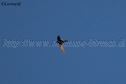 IMG_5082 975x650