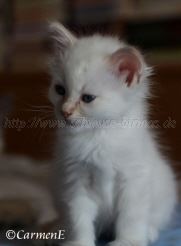 IMG_5102 Groe Webansicht