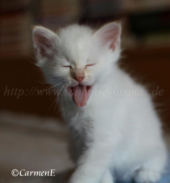 IMG_5104 Groe Webansicht