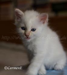 IMG_5105 Groe Webansicht