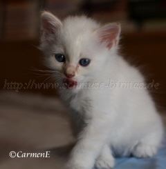 IMG_5106 Groe Webansicht