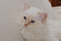 IMG_5182-20131215-20131215