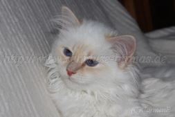 IMG_5183-20131215-20131215