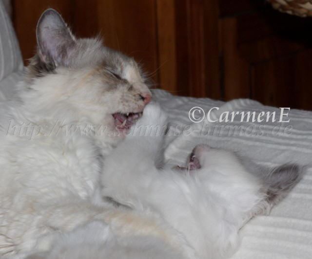 IMG_5788 Groe Webansicht