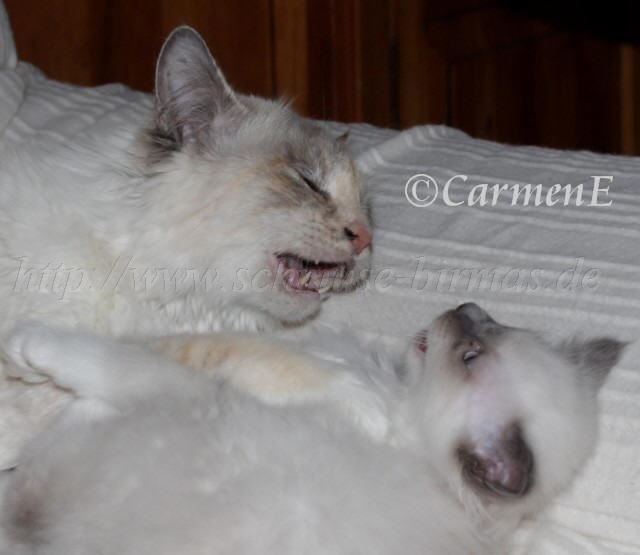 IMG_5793 Groe Webansicht