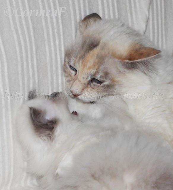 IMG_5826 Groe Webansicht