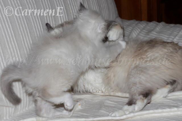 IMG_5830 Groe Webansicht