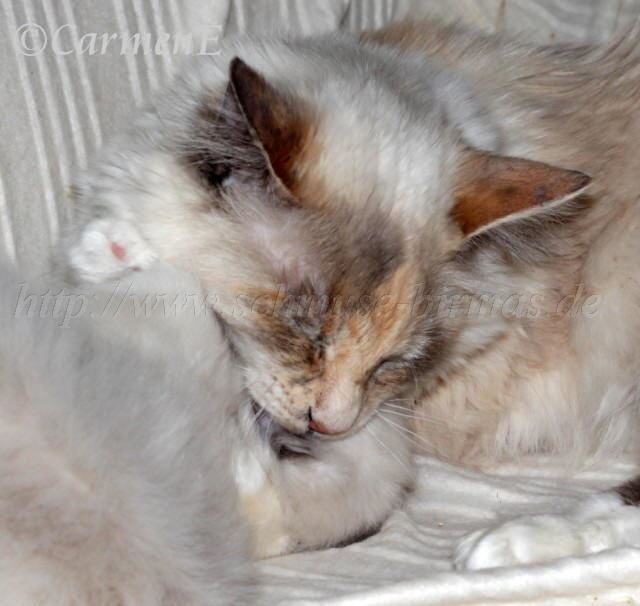 IMG_5831 Groe Webansicht