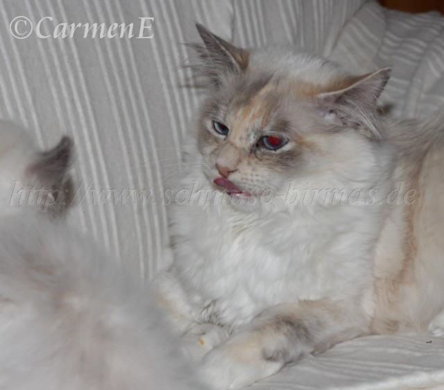 IMG_5842 Groe Webansicht