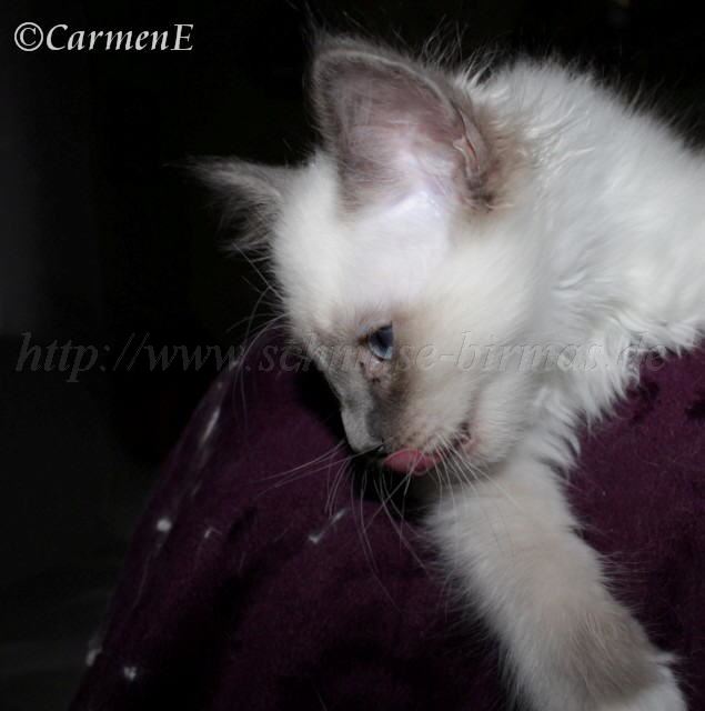 IMG_6633 Gro�e Webansicht