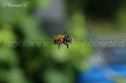 IMG_6995 1000x666