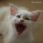 IMG_7338 Groe Webansicht