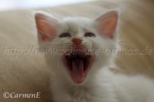IMG_7348 Groe Webansicht