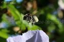 IMG_7394 1000x666