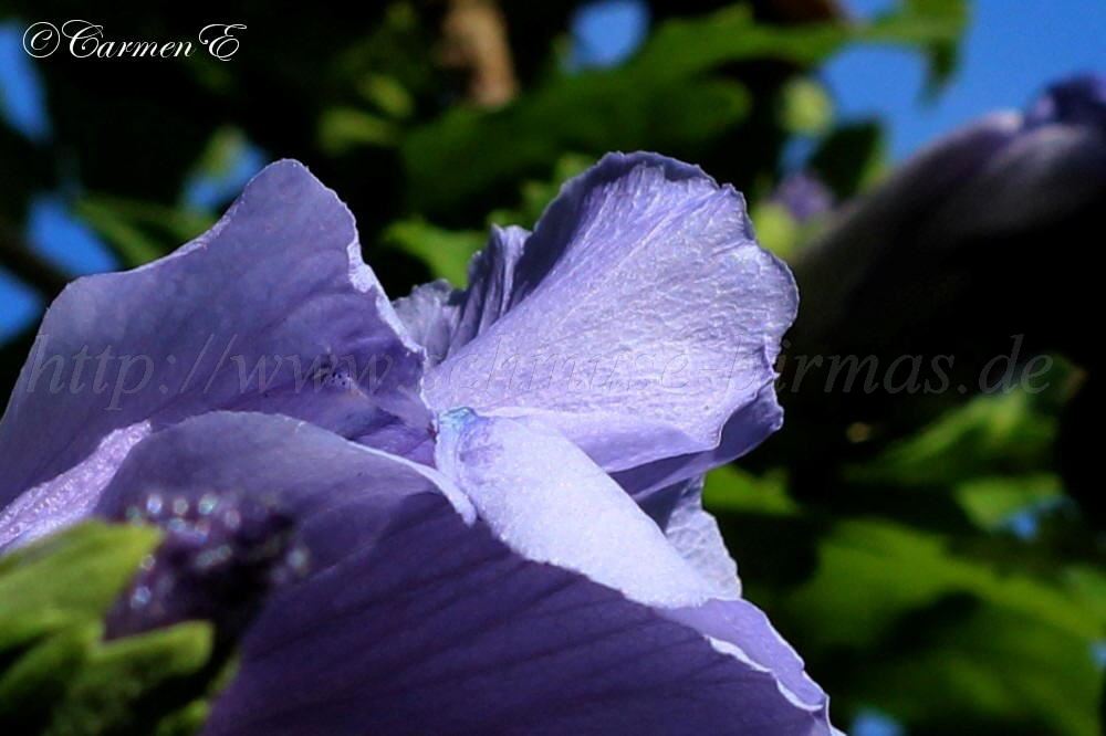 IMG_7397 1000x666