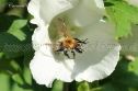 IMG_7409 1000x666
