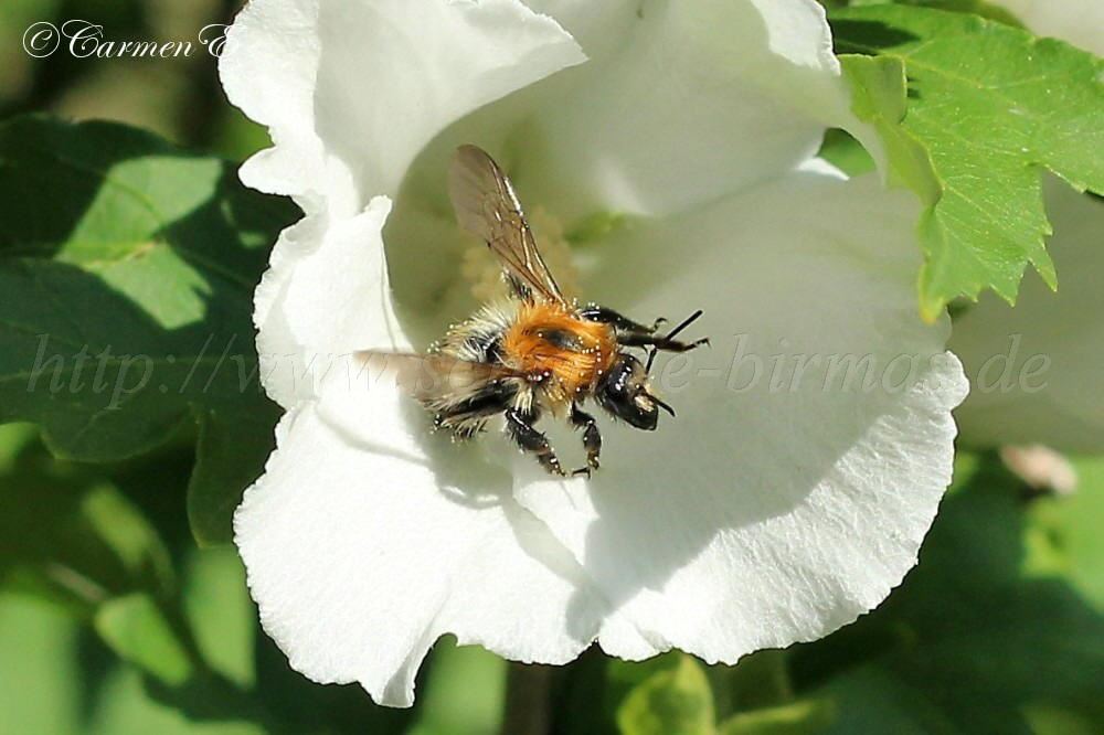 IMG_7409 1000x666