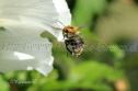 IMG_7414 1000x666