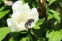 IMG_7447 1000x666