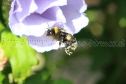 IMG_7473 999x666