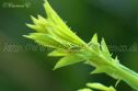 IMG_7493 1000x666
