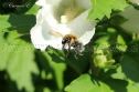 IMG_7555 1000x666