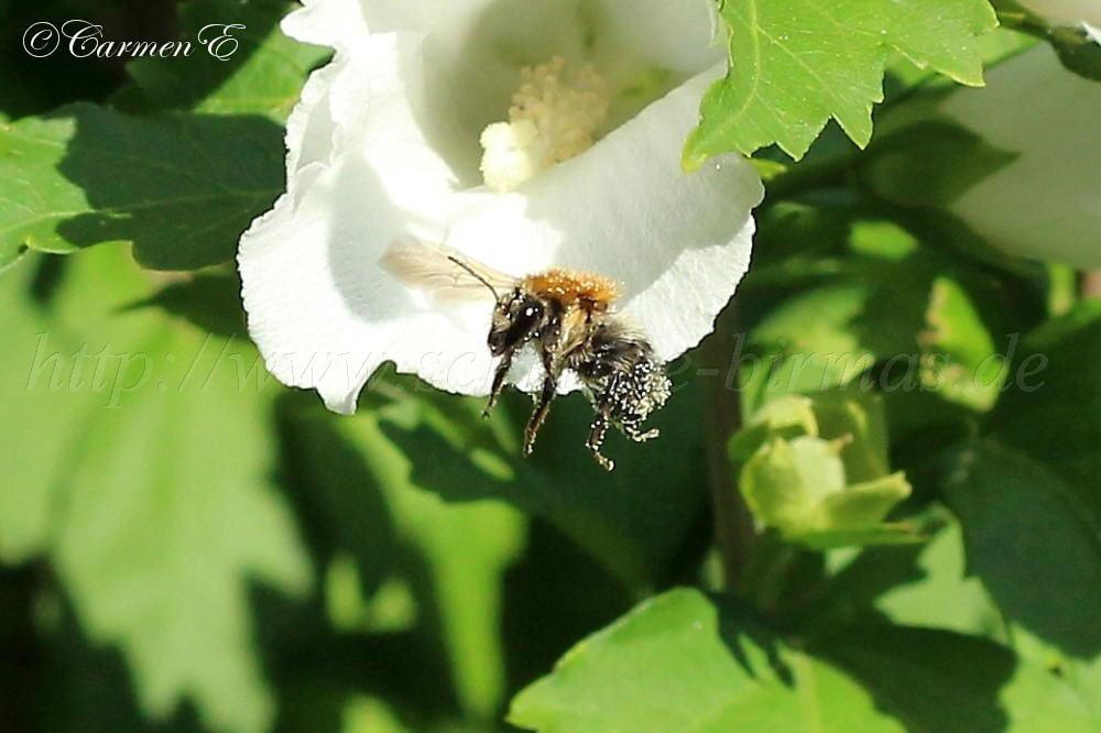 IMG_7555 1000x666