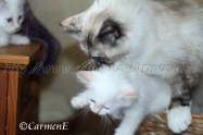 IMG_7616 Groe Webansicht