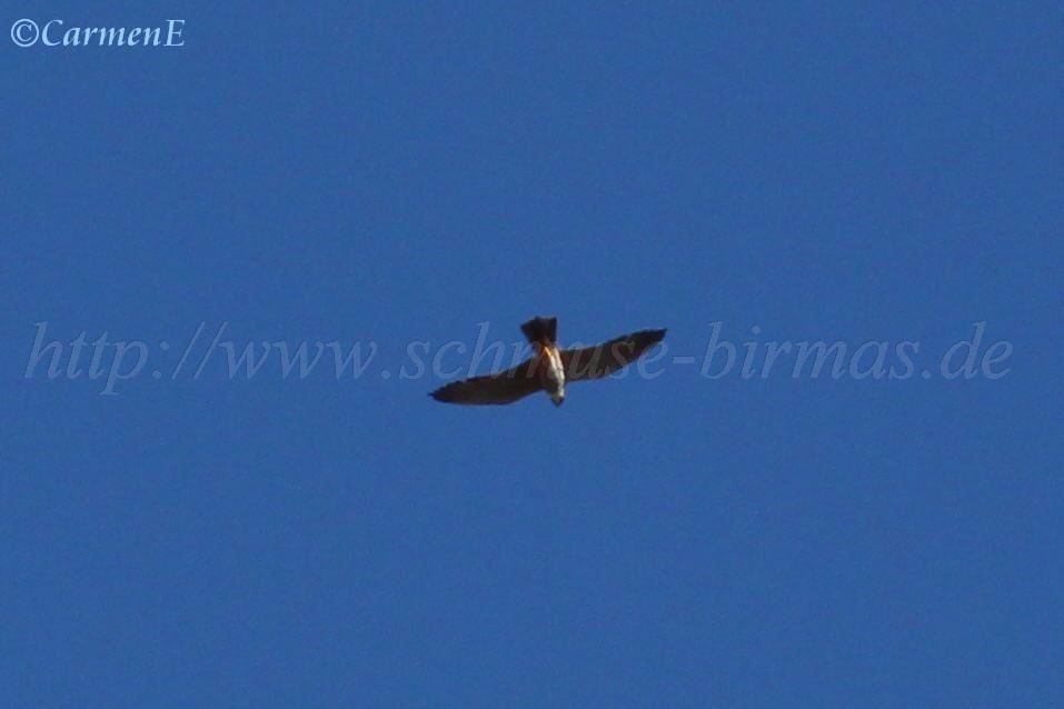 IMG_8499 957x638