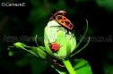 IMG_8580 1000x666