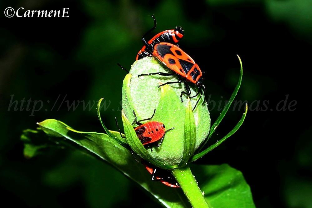 IMG_8580 1000x666