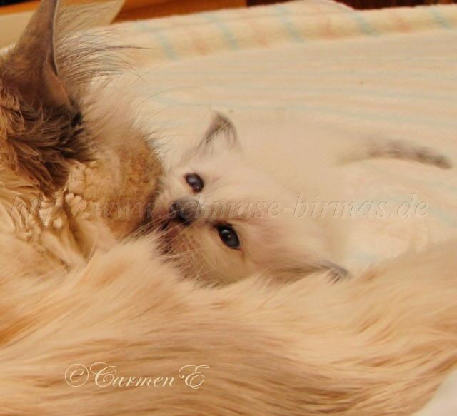 IMG_9082 Groe Webansicht