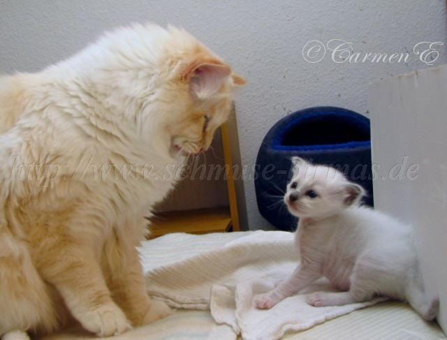 IMG_9103 Groe Webansicht