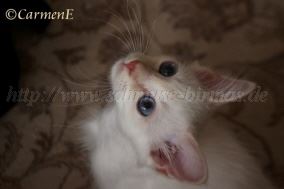 IMG_9261 Groe Webansicht