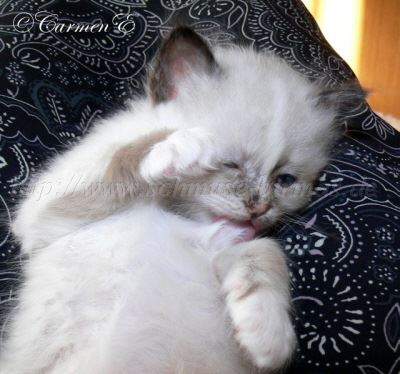 Kopie von 6Wochen 046 Gro�e Webansicht