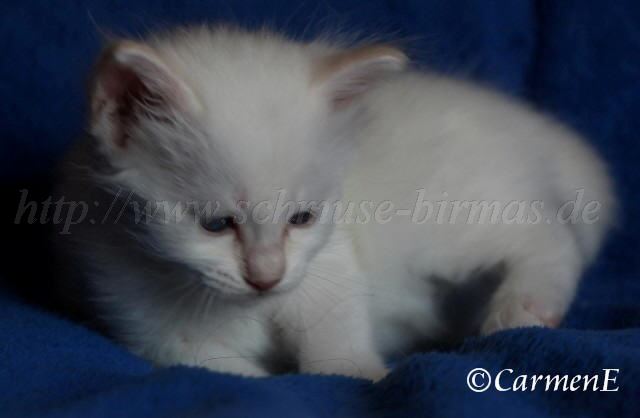 Kopie von Prinzessin_04 Groe Webansicht