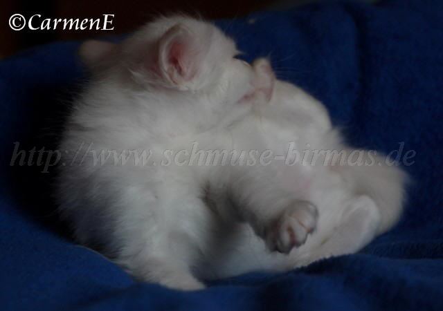 Kopie von Prinzessin_05 Groe Webansicht