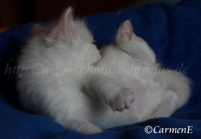 Kopie von Prinzessin_06 Groe Webansicht