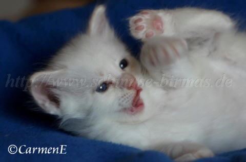 Kopie von Prinzessin_07 Groe Webansicht Mittlere Webansicht