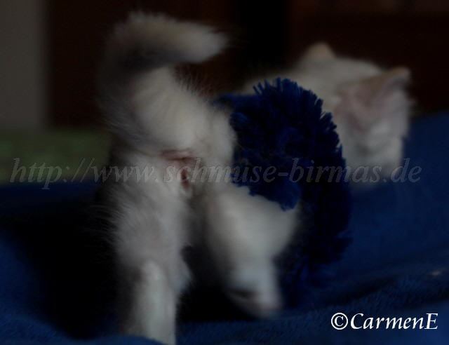 Kopie von Prinzessin_11 Groe Webansicht