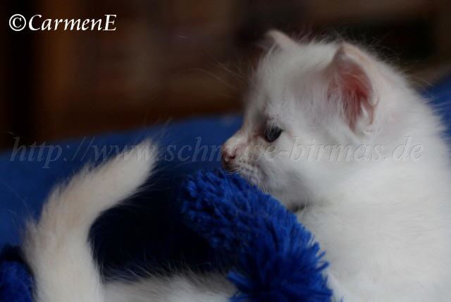 Kopie von Prinzessin_15 Groe Webansicht