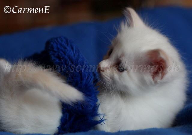 Kopie von Prinzessin_16 Groe Webansicht