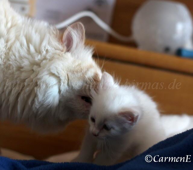 Kopie von Prinzessin_20 Groe Webansicht