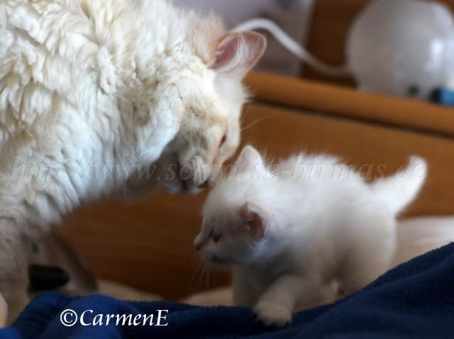 Kopie von Prinzessin_21 Groe Webansicht