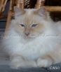 Louie_front_hasenpfote1 Groe Webansicht